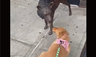 「一緒に遊ぼうよ!」子犬が遊んでアピールしているけれど・・そのオオカミは動かないよ!!【アメリカ・動画】