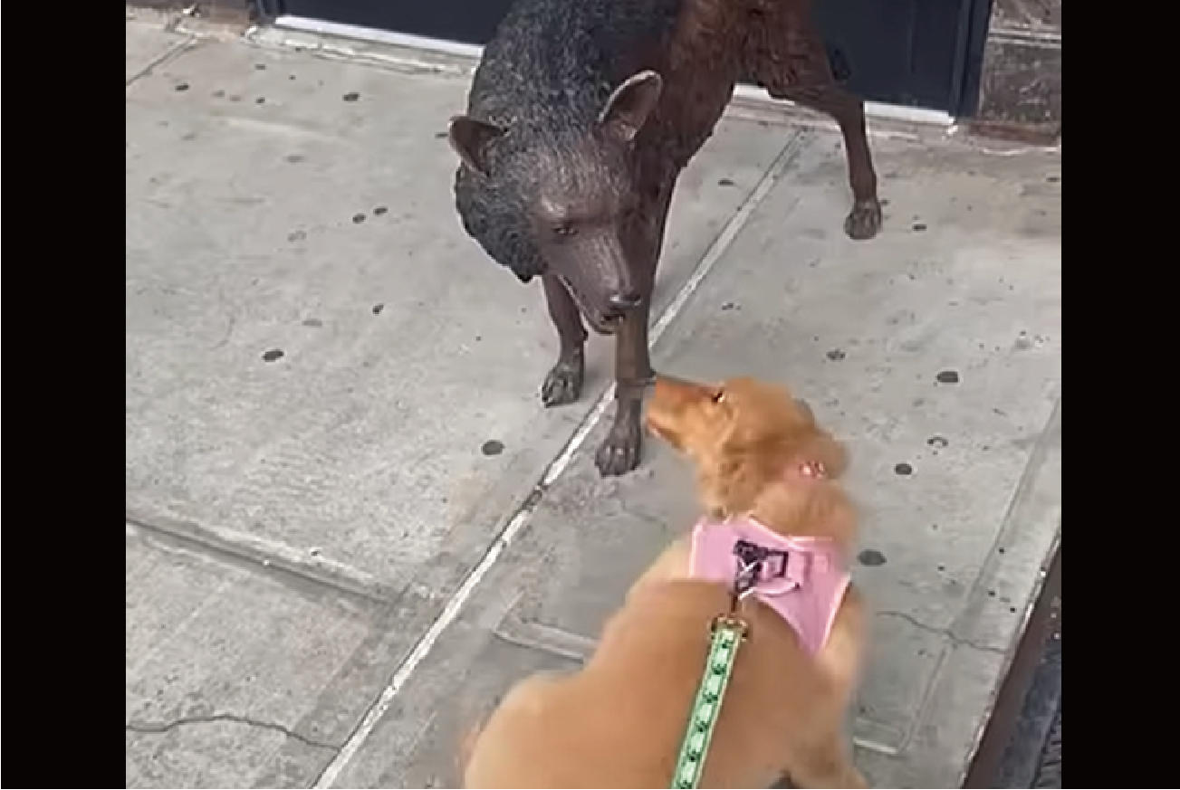 「一緒に遊ぼうよ!」子犬が遊んでアピールしているけれど・・そのオオカミは動かないよ!!【アメリカ・動画】