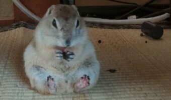 隠していたおやつをパクパク。お行儀よく食事中のリスが話題に「メッチャ可愛い」「かわいい!あんよがまた」
