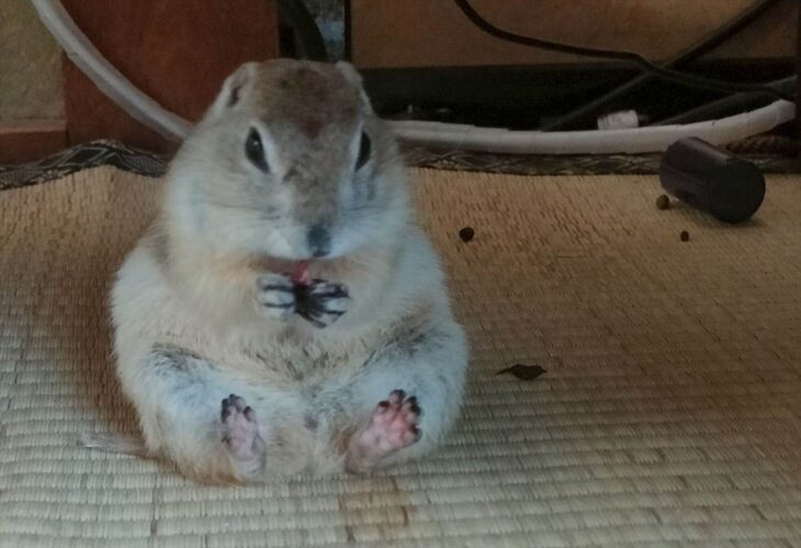 隠していたおやつをパクパク。お行儀よく食事中のリスが話題に「メッチャ可愛い」「かわいい！あんよがまた」