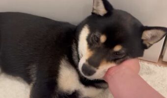 ナデナデする飼い主さんの手を枕にして寝始めた！かわいすぎる豆柴の寝顔「ゴッドハンドですね」