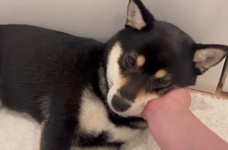 ナデナデする飼い主さんの手を枕にして寝始めた！かわいすぎる豆柴の寝顔「ゴッドハンドですね」