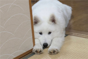 サモエドのチキンレース？寝室へ入ると怒られちゃうし・・、そこでとった行動が愛おしい！