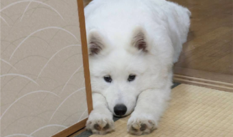 サモエドのチキンレース?寝室へ入ると怒られちゃうし・・、そこでとった行動が愛おしい!