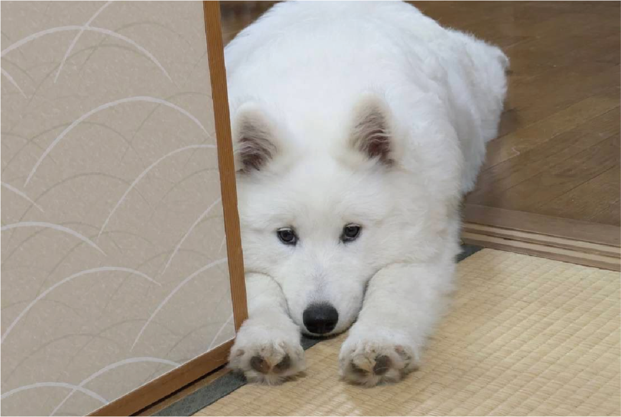 サモエドのチキンレース?寝室へ入ると怒られちゃうし・・、そこでとった行動が愛おしい!