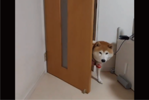 ドアを開けて入ったら閉めて・・。ドヤ顔の柴犬が話題に「なんてお利口さん！」「最後のしっぽふりふりで勝利を確信」