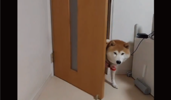 ドアを開けて入ったら閉めて・・。ドヤ顔の柴犬が話題に「なんてお利口さん!」「最後のしっぽふりふりで勝利を確信」