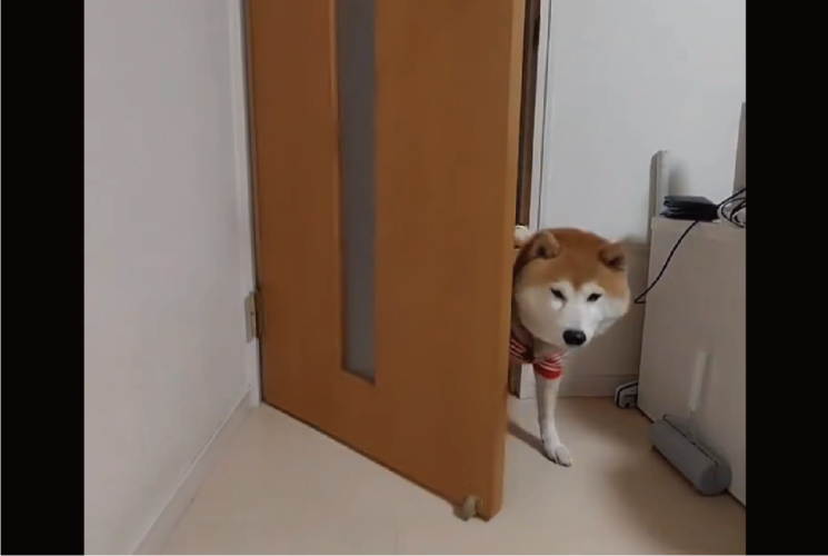 ドアを開けて入ったら閉めて・・。ドヤ顔の柴犬が話題に「なんてお利口さん！」「最後のしっぽふりふりで勝利を確信」
