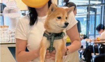 手足がピン!捕獲された柴犬の姿が話題に「かわいすぎなんですが!」「足めっちゃ開くんですね」