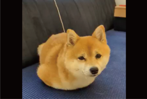 もしかしてコードで充電中？！遊び疲れた柴犬に反響「端子はCタイプわんか？」「疲れたちゃったワンよぉ〜という目」