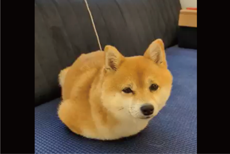 もしかしてコードで充電中？！遊び疲れた柴犬に反響「端子はCタイプわんか？」「疲れたちゃったワンよぉ〜という目」