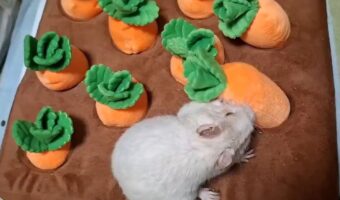 オモチャのニンジン畑で遊ぶデグー。せっかく収穫したニンジンを・・払いのけた！？「何回も見ちゃいますね」「我は穴が欲しいんじゃー！的な？」