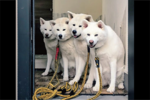 並んでって言ったわけけはないけれど・・。上手いこと並んで待つ秋田犬が話題に「何かの宣伝写真みたい」「やる気の満々の表情が清々しい」
