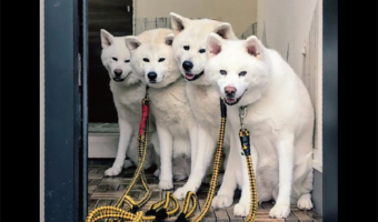 並んでって言ったわけけはないけれど・・。上手いこと並んで待つ秋田犬が話題に「何かの宣伝写真みたい」「やる気の満々の表情が清々しい」