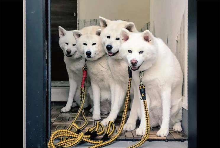 並んでって言ったわけけはないけれど・・。上手いこと並んで待つ秋田犬が話題に「何かの宣伝写真みたい」「やる気の満々の表情が清々しい」