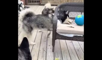 視点を変えれば簡単に取れそうなのに・・。ベンチの上のボールを取ろうと苦戦するハスキー犬たち【海外・動画】