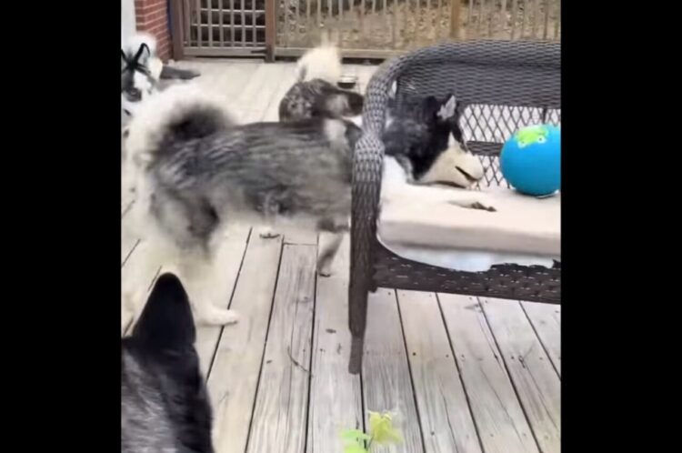 視点を変えれば簡単に取れそうなのに・・。ベンチの上のボールを取ろうと苦戦するハスキー犬たち【海外・動画】