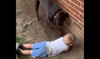 一緒にホリホリ！花壇で仲良く穴掘りする男の子とラブラドールの子犬が尊い！！【アメリカ・動画】