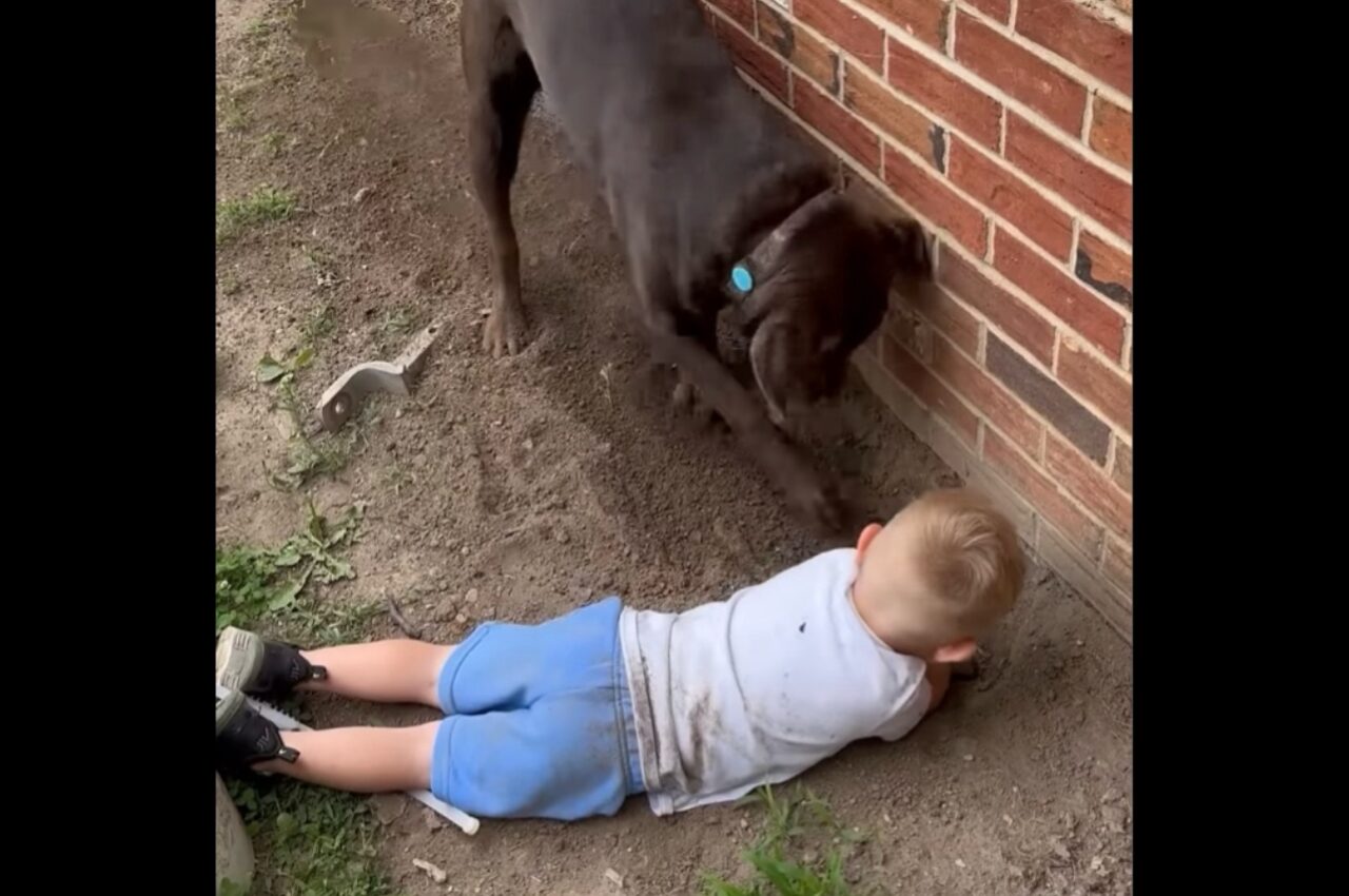 一緒にホリホリ!花壇で仲良く穴掘りする男の子とラブラドールの子犬が尊い!!【アメリカ・動画】