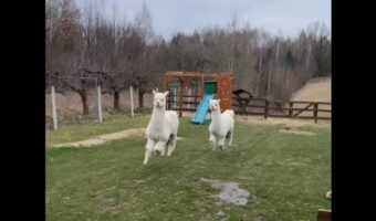 ルンルンと軽い足取り！アルパカたちの走り方がご機嫌なスキップにしか見えない！？【海外・動画】