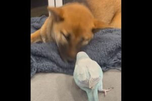 スヤスヤ寝ていたイヌも飛び起きた！インコはイタズラっ子だったのです【アメリカ・動画】