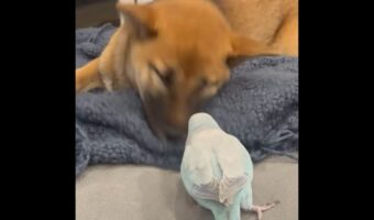 スヤスヤ寝ていたイヌも飛び起きた!インコはイタズラっ子だったのです【アメリカ・動画】