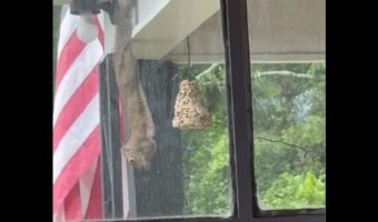 リスが逆さに!?ハプニングかと思ったら・・口をモグモグさせていた!!【アメリカ・動画】