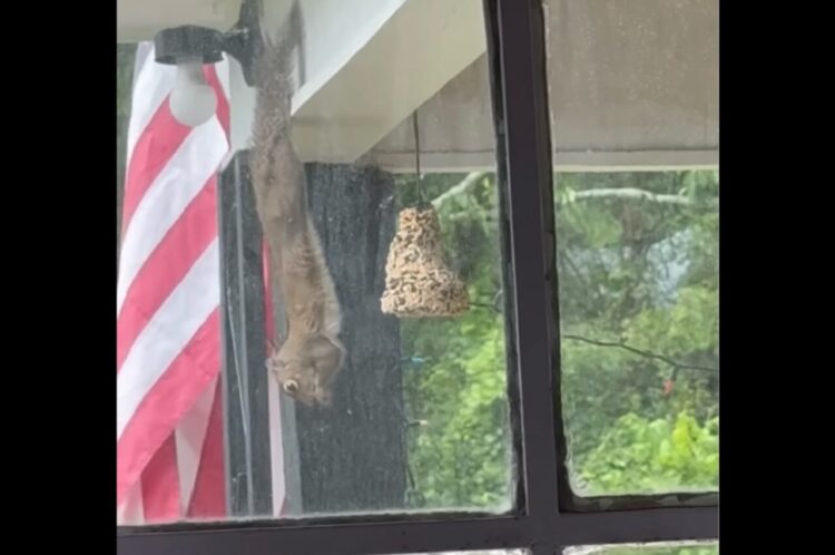 リスが逆さに！？ハプニングかと思ったら・・口をモグモグさせていた！！【アメリカ・動画】