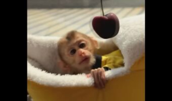 揺れるチェリーが気になって・・。ひょっこり顔を出したパジャマ姿のサルがかわいすぎる!!【海外・動画】