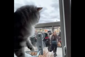 ママさんの帰宅に気付いたネコ。大喜びでお出迎えのスタンバイ！【アメリカ・動画】
