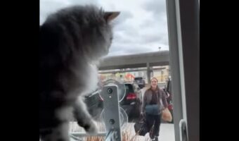 ママさんの帰宅に気付いたネコ。大喜びでお出迎えのスタンバイ！【アメリカ・動画】