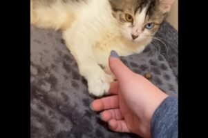 自宅で推しの握手会開催！？アイドルのように飼い主さんの指をニギニギするネコ【アメリカ・動画】