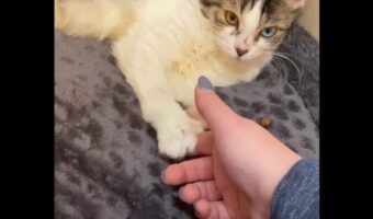 自宅で推しの握手会開催!?アイドルのように飼い主さんの指をニギニギするネコ【アメリカ・動画】