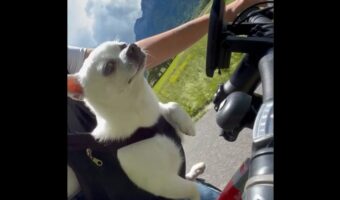 一緒に漕いでくれている?チワワとサイクリングを楽しんでいた時のワンシーンがかわいすぎる!【海外・動画】
