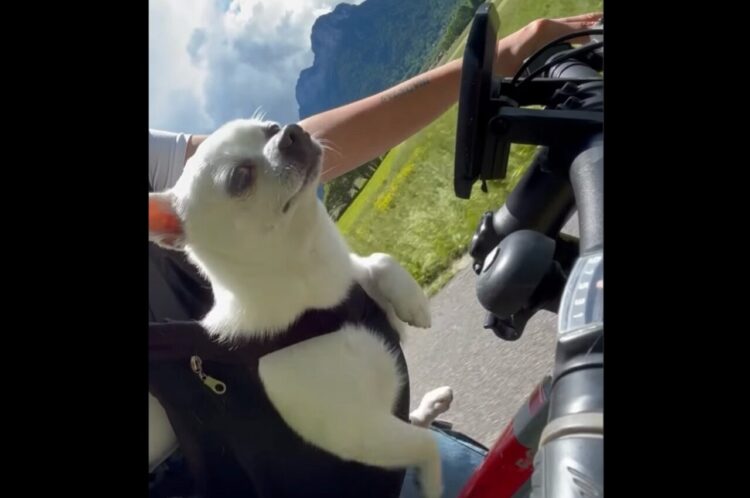 一緒に漕いでくれている？チワワとサイクリングを楽しんでいた時のワンシーンがかわいすぎる！【海外・動画】