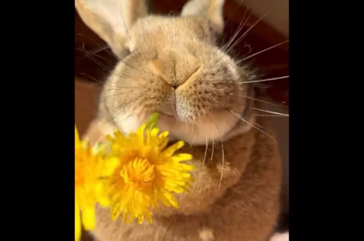 タンポポをもぐもぐ！キュートでASMRなウサギのお食事【海外・動画】