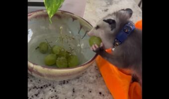 ブドウをもぐもぐ！オポッサムの赤ちゃんが夢中になってつまみ食い中！！【アメリカ・動画】