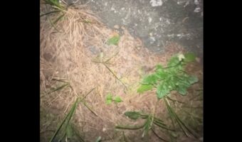 あなたは見つけられますか？地面の枯れ草に『ある生き物』がひっそり隠れている！！【アメリカ・動画】