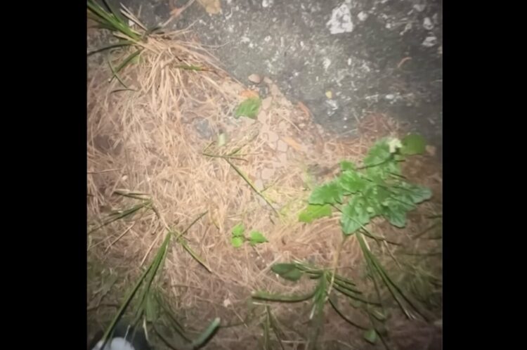 あなたは見つけられますか？地面の枯れ草に『ある生き物』がひっそり隠れている！！【アメリカ・動画】