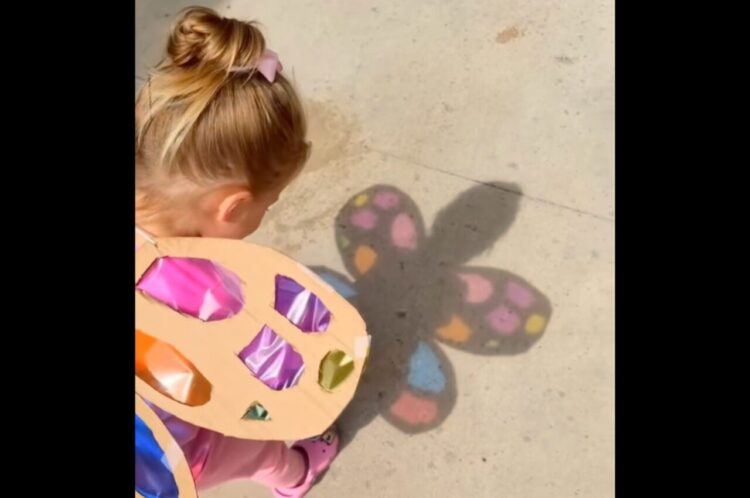 かわいい羽の秘密。太陽の光が差し込むと・・影までかわいい！！【アメリカ・動画】