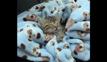 子猫のベッド?車内にすっぽりおさまるスペースがあった!?【海外・動画】