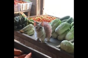 お店がステージに様変わり！？ドレスアップしたネコがバレリーナみたいでかわいい！！