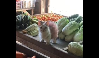 お店がステージに様変わり!?ドレスアップしたネコがバレリーナみたいでかわいい!!