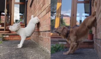 愛犬たちが壁際で特技を披露!後ろ足をひょいっとかけて・・華麗に逆立ち!!【海外・動画】