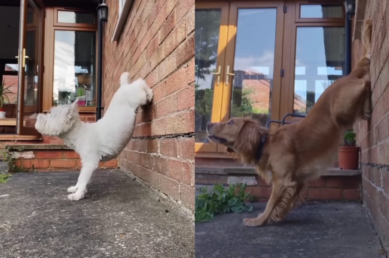 愛犬たちが壁際で特技を披露!後ろ足をひょいっとかけて・・華麗に逆立ち!!【海外・動画】