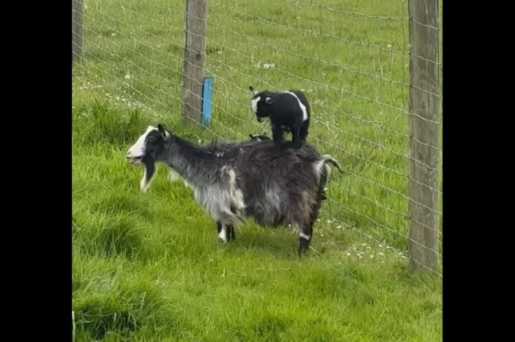 子ヤギの遊び場はママの背中。足場の不安定さを感じさせない見事なバランス感覚はさすが！！【海外・動画】