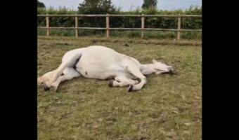ビックリさせちゃった?お昼寝している馬に近寄ったら・・叫びながら飛び起きた!!【海外・動画】