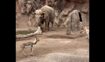 救いの鼻が差し伸ばされた！池に落ちてもがくガゼルをゾウがレスキュー！？【海外・動画】