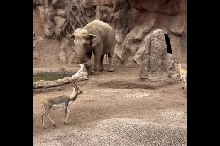 救いの鼻が差し伸ばされた！池に落ちてもがくガゼルをゾウがレスキュー！？【海外・動画】