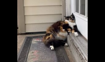 ドアにもたれかかりお昼寝中のネコ。同居犬たちは避けて通るのに慣れっこ?【アメリカ・動画】